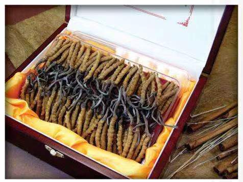 东郊镇冬虫夏草回收